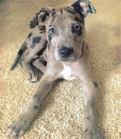 catahoula pitbull mix for sale.